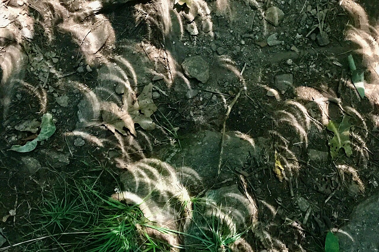 Dezenas de crescentes de luz projetados no chão através das folhas das árvores durante um eclipse solar parcial